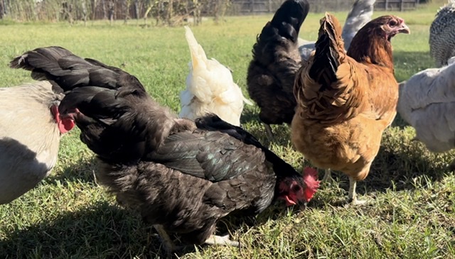 The Benefits to Raising Backyard Chickens