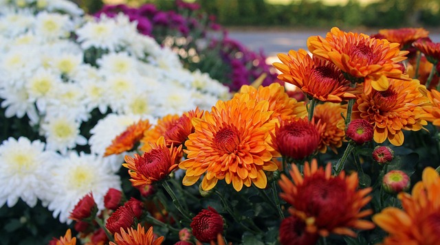 Best Times To Buy Chrysanthemums!