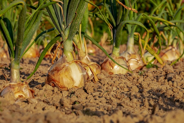 Plant Your Texas Short Day Onions Before October Ends For A Coming Spring Harvest!