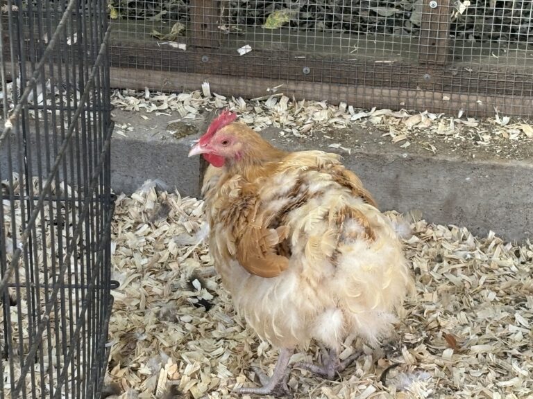 Chicken Molting Season is Here! What Can Chicken Keepers Do To Help Their Flock?