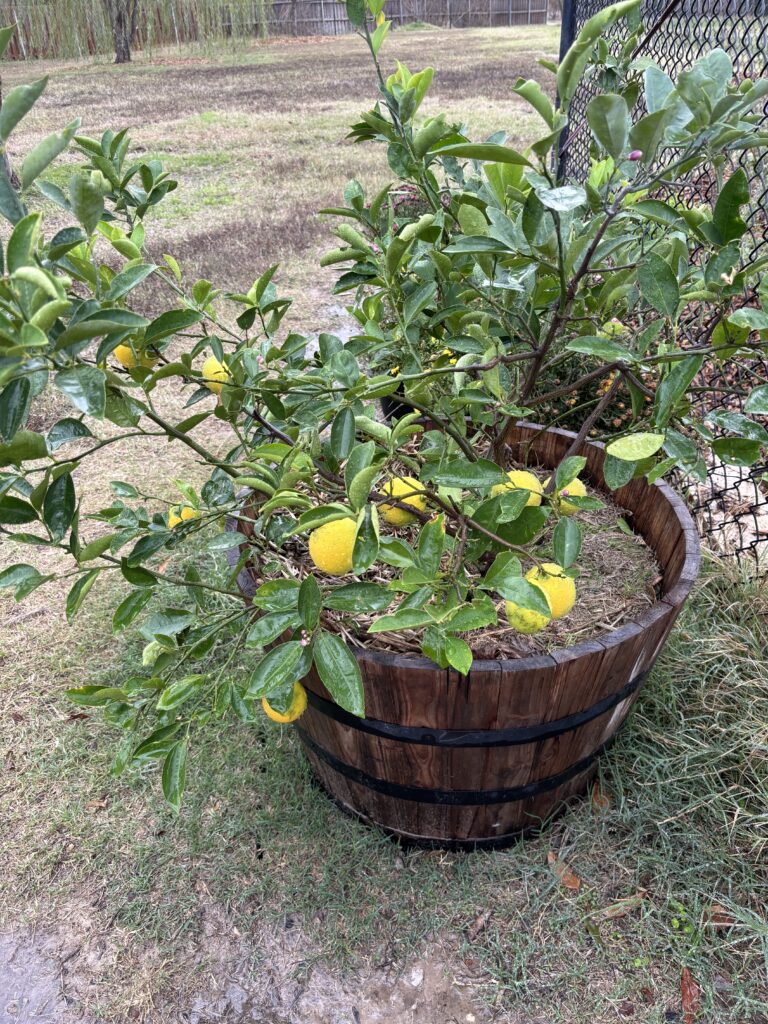 Growing Meyer Lemon Trees in Texas (Zone 8b)