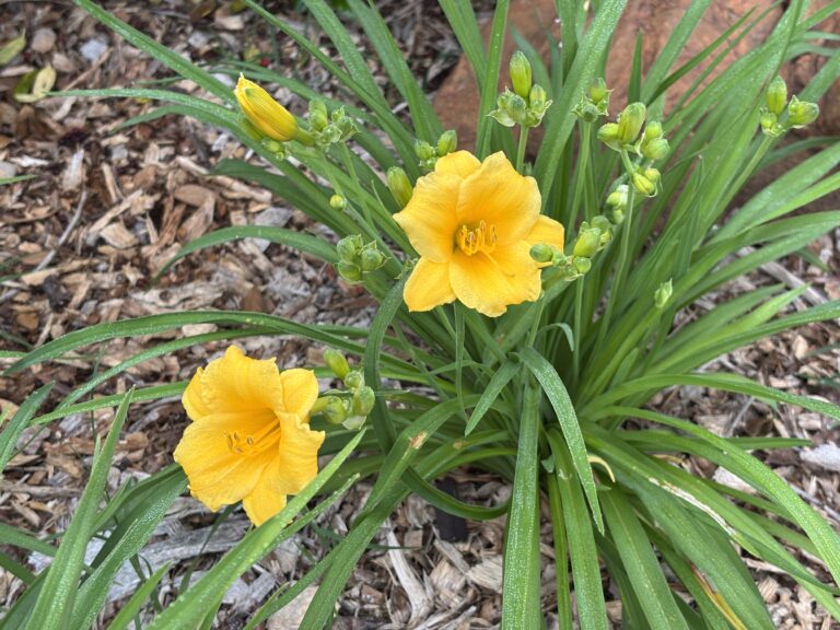 “Day Lilies Delight: Blooming Beauty for Every Garden!”