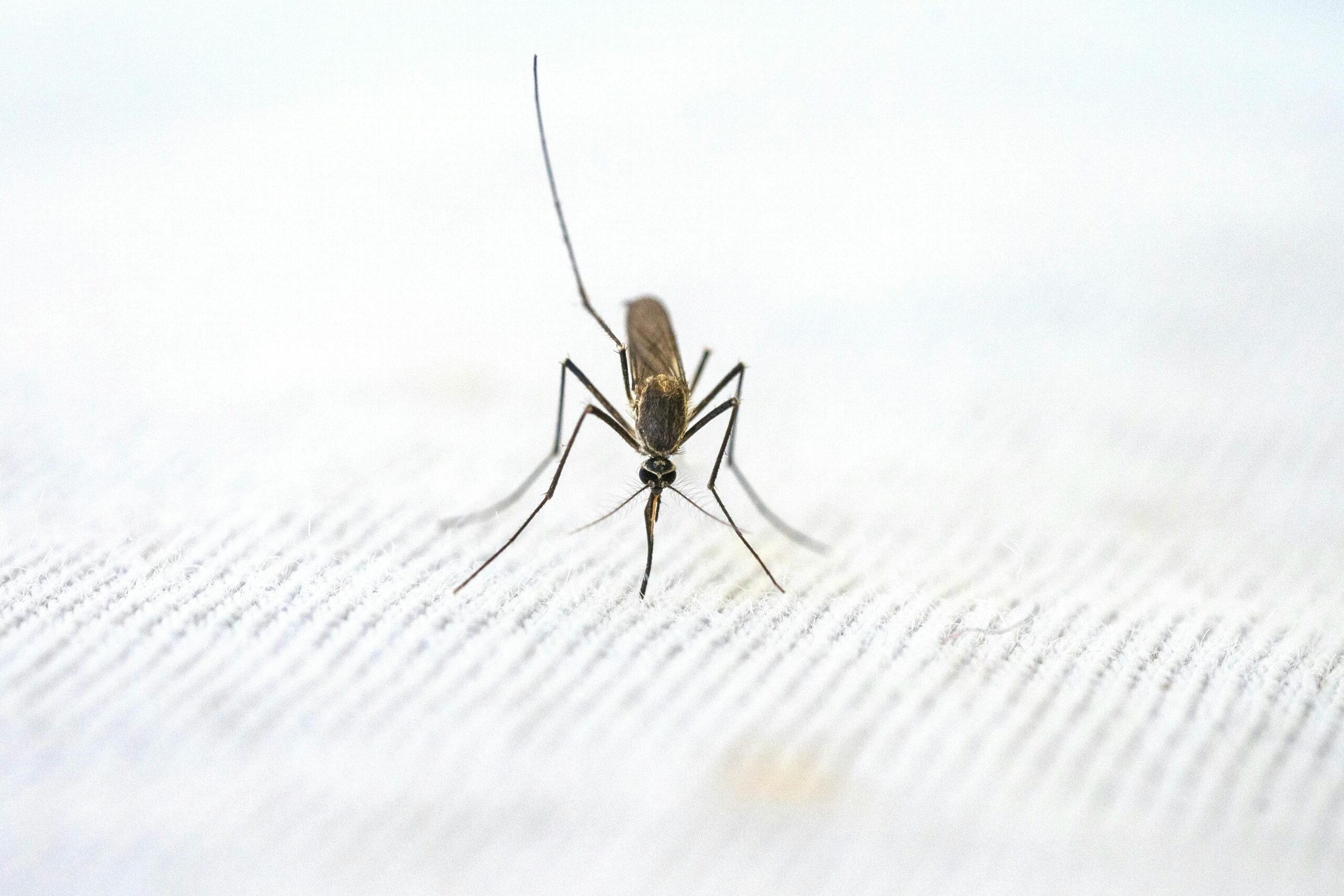 Detailed close-up of a mosquito standing on a textured white surface.