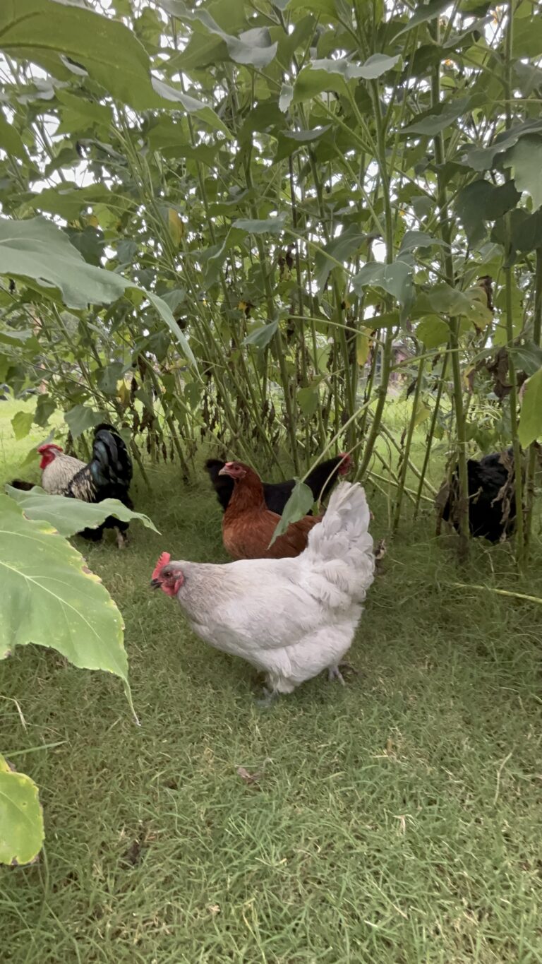 “Chillin’ Out: Essential Tips for Keeping Your Chickens Cool in the Summer Heat!”
