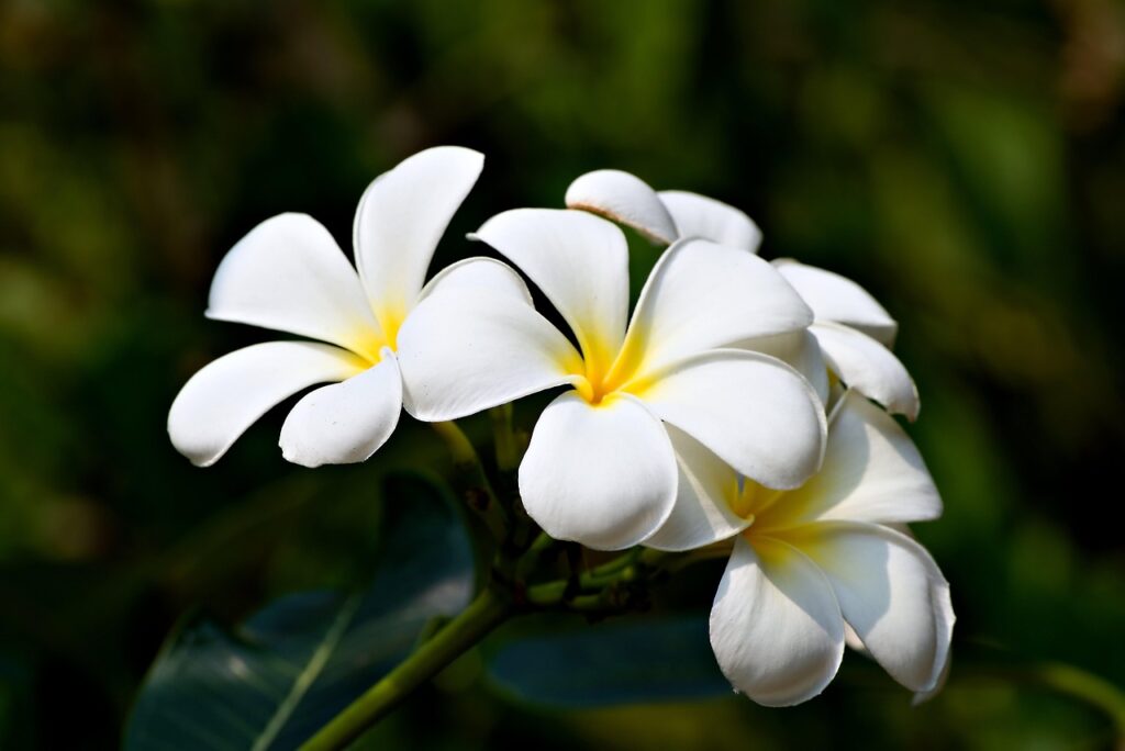 flower, white plumeria, beautiful flowers, plumeria, flower background, flora, flower wallpaper, nature