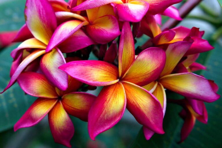 plumeria, flower, flora, nature, flower wallpaper, beautiful flowers, pink orange, flower background, botany, frangipani