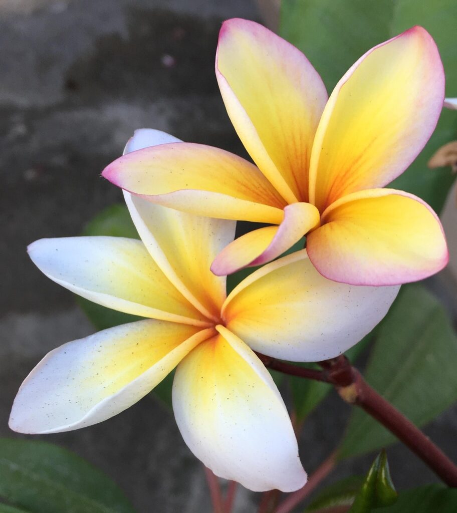 flower, beautiful flowers, nature, frangipani, flower background, flower wallpaper, plumeria, tropical, flora