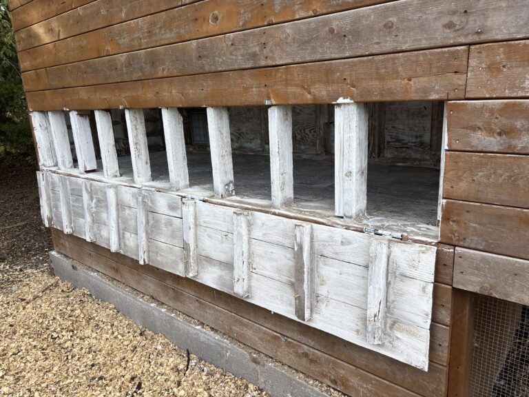 The Bright Side of Whitewashing: Why You Should Lime Your Chicken Coop