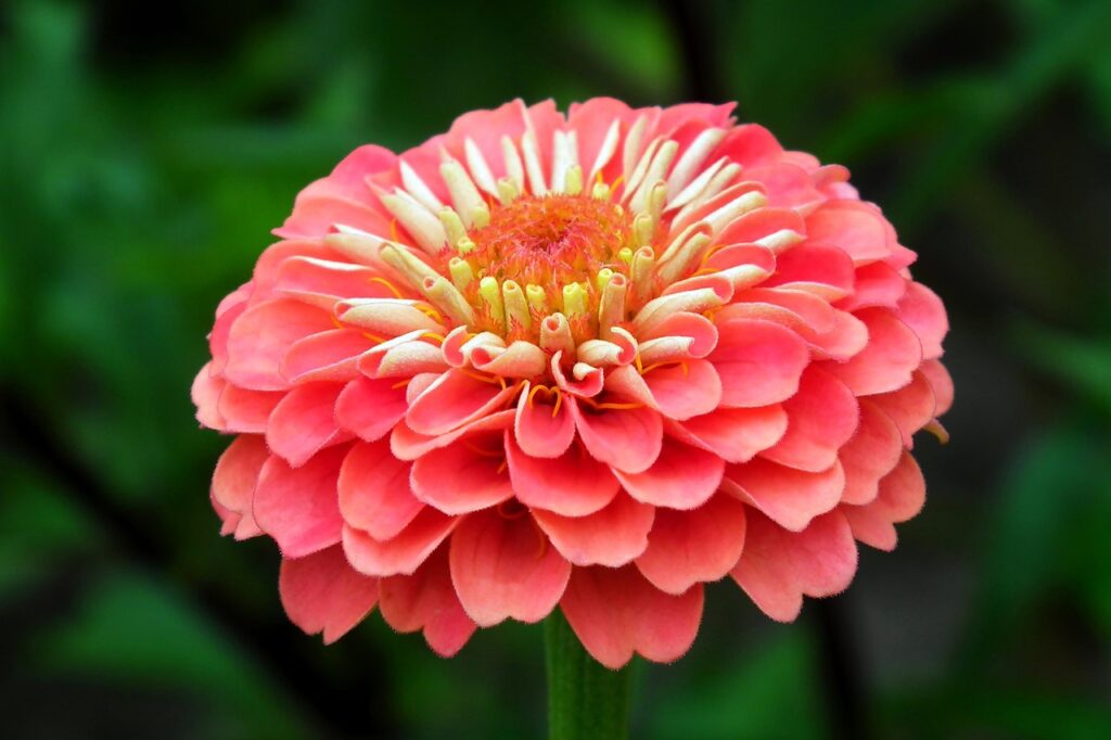 zinnia, flower, pink flower, flower wallpaper, beautiful flowers, pink zinnia, nature, flower background, garden