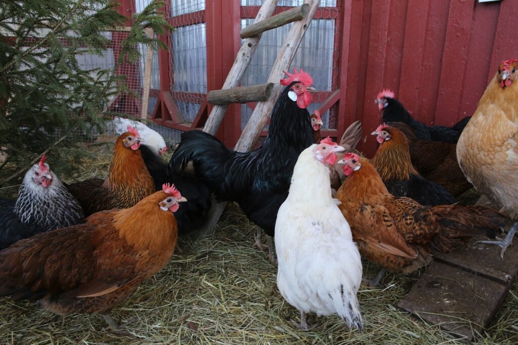 chicken, chicken coop, poultry