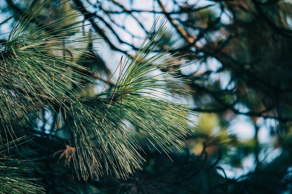 pine tree, branch, plant, conifer, evergreen, nature, pine tree, pine tree, pine tree, pine tree, pine tree, nature, nature