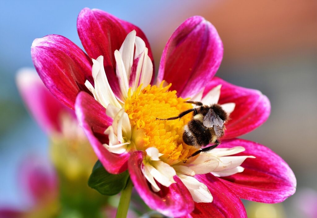 bee, insect, pollinate, flower background, pollination, zinnia, flower, winged insect, wings, flower wallpaper, nature, hymenoptera, entomology, macro, hummel, blossom, beautiful flowers, bloom, plant, flora