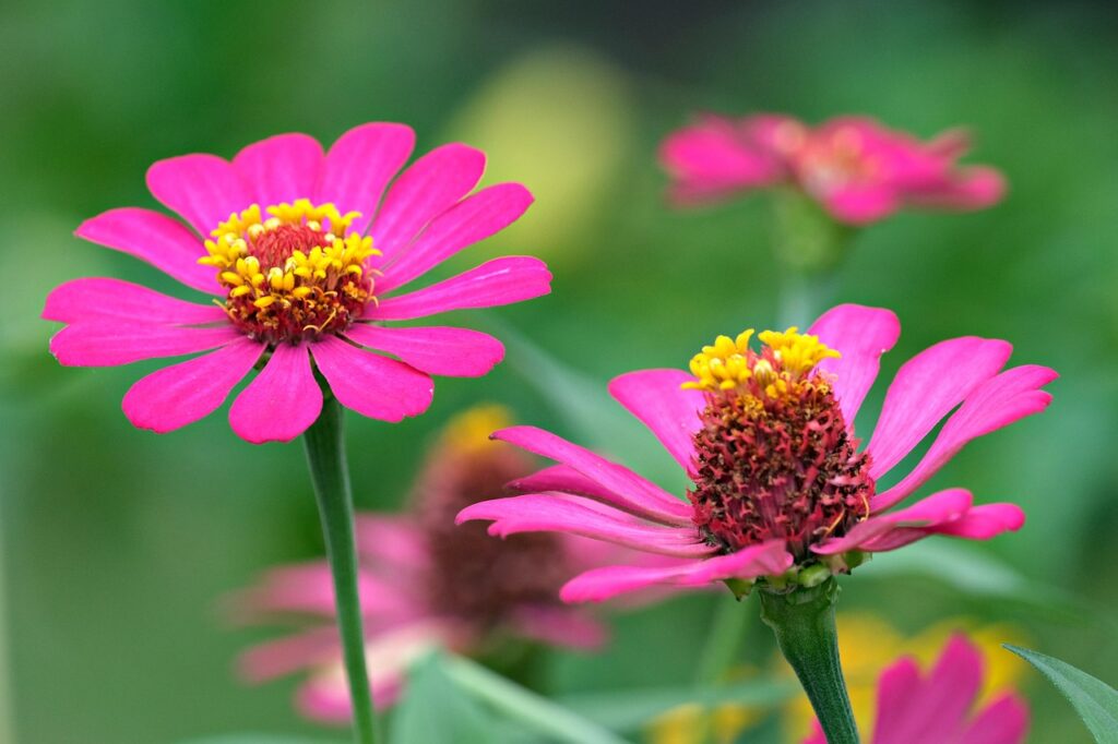 zinnia, flower, plant, beautiful flowers, zinnia elegans, petals, flower wallpaper, bloom, flower background, flora, nature, closeup