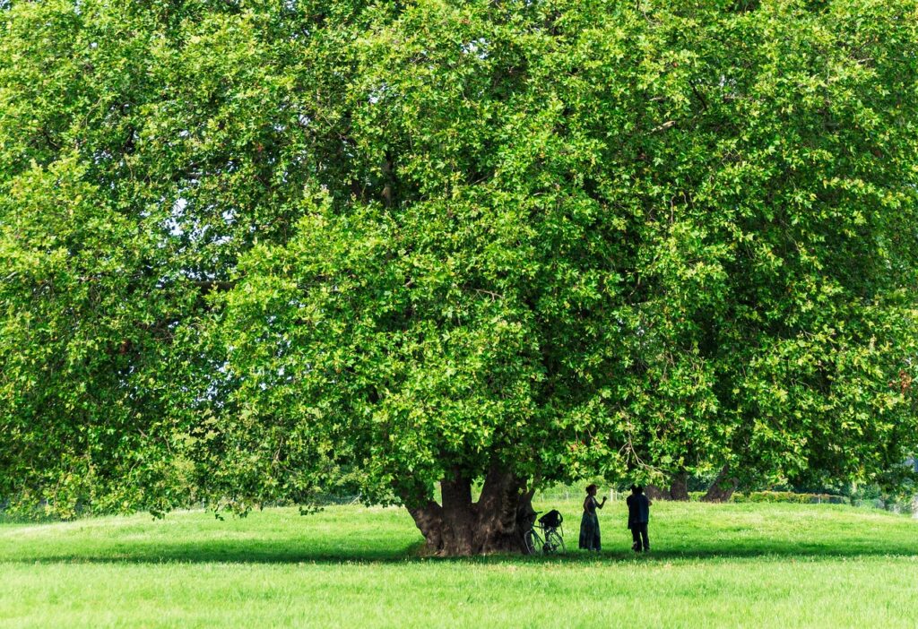 tree, leaves, grass, people, park, shade, nature, green, tree, people, shade, shade, shade, shade, shade