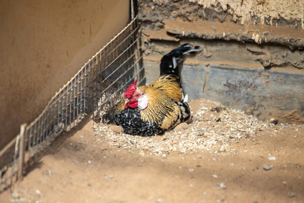 Vibrant rooster resting on sandy ground in an outdoor coop, showing colorful feathers.
