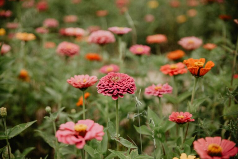 A colorful meadow of zinnia flowers in full bloom on a sunny summer day.