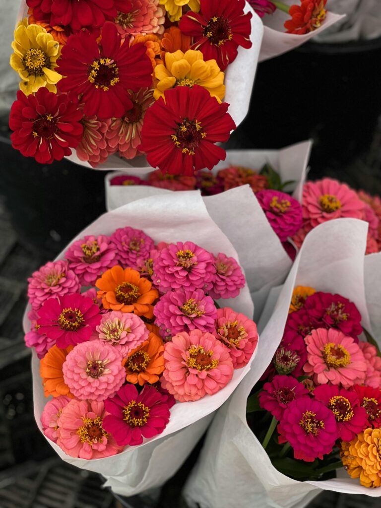 Bouquets of multicolored zinnias in a market display vibrant floral beauty.