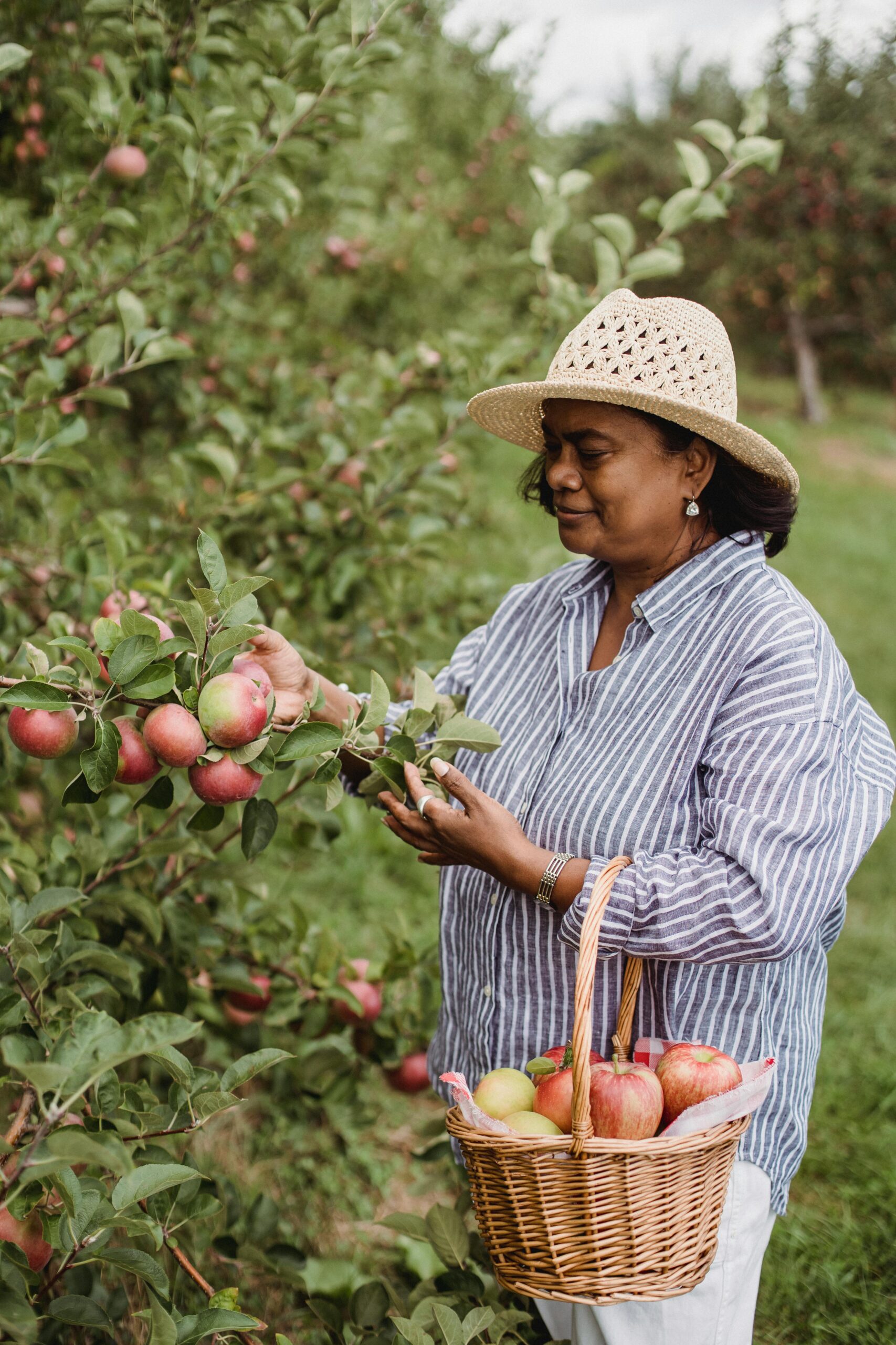 Middle-aged woman harvesting ripe apples in an orchard, showcasing organic farming.
