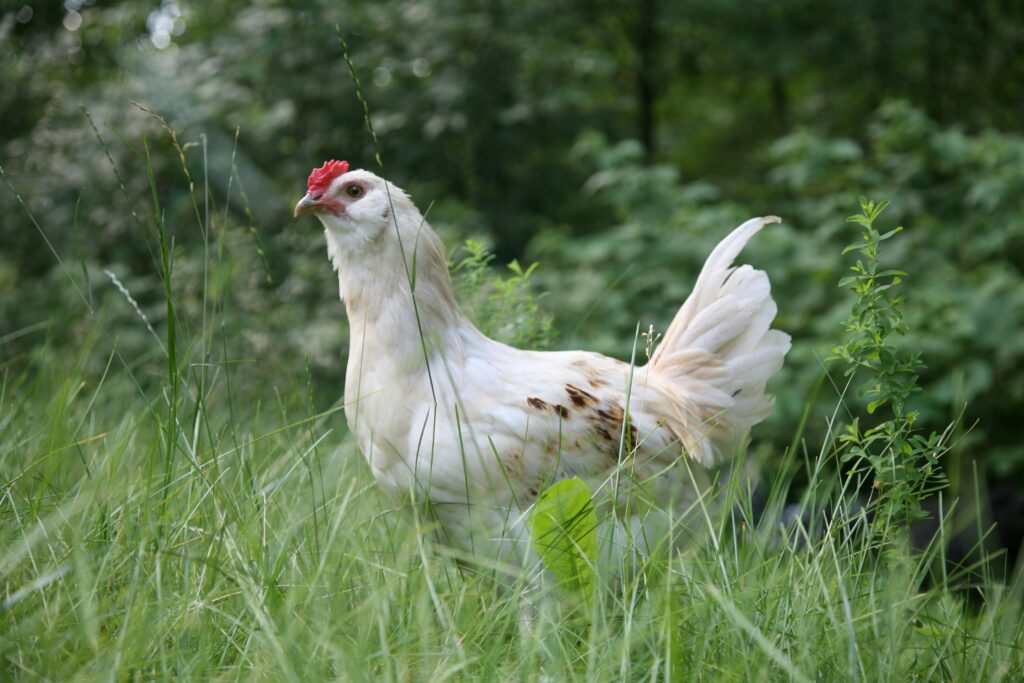 A white chicken with vibrant red comb stands gracefully amidst tall green grass outdoors.