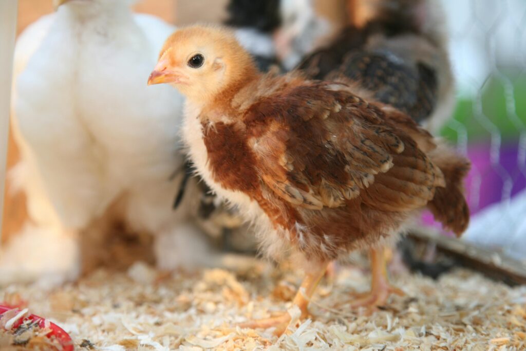 A fluffy baby chick stands in a cozy farm environment, showcasing its feather details.