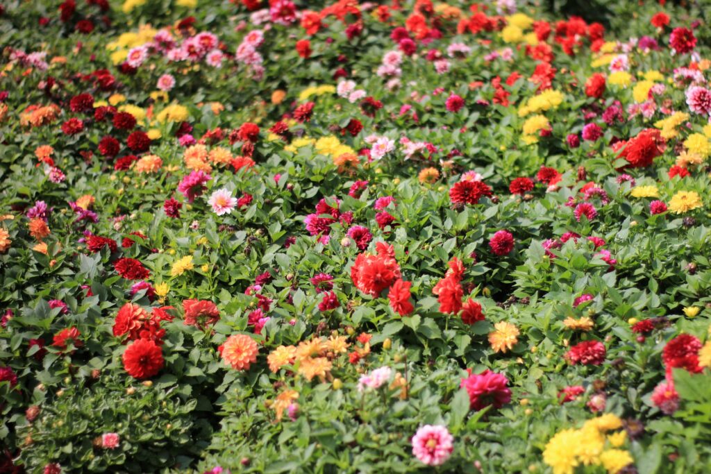 A colorful field of blooming flowers in Kislovodsk, showcasing nature's vivid beauty.