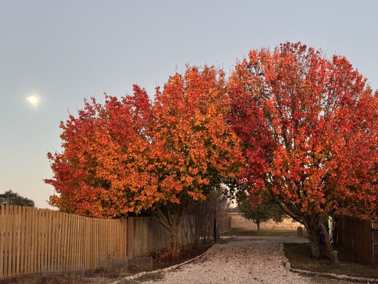 The Great Leaf Debate: To Rake or Not To Rake? Understanding the Pros and Cons of Leaving Leaves